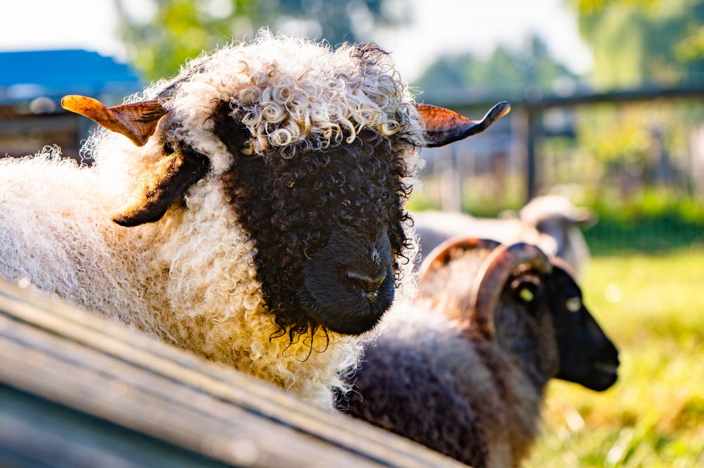 Schaap Wallisser Schwarznase de Stadshoeve