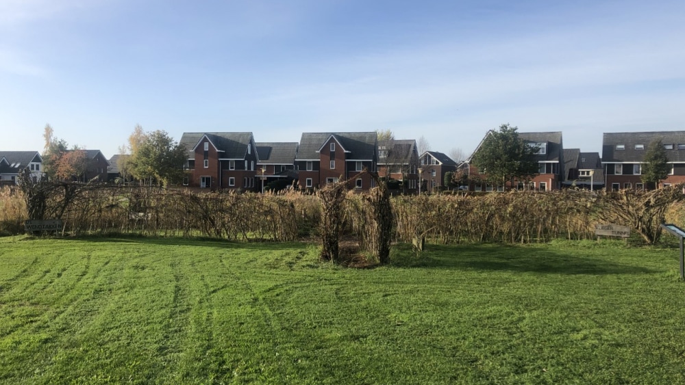 Wilgentunnels op het park