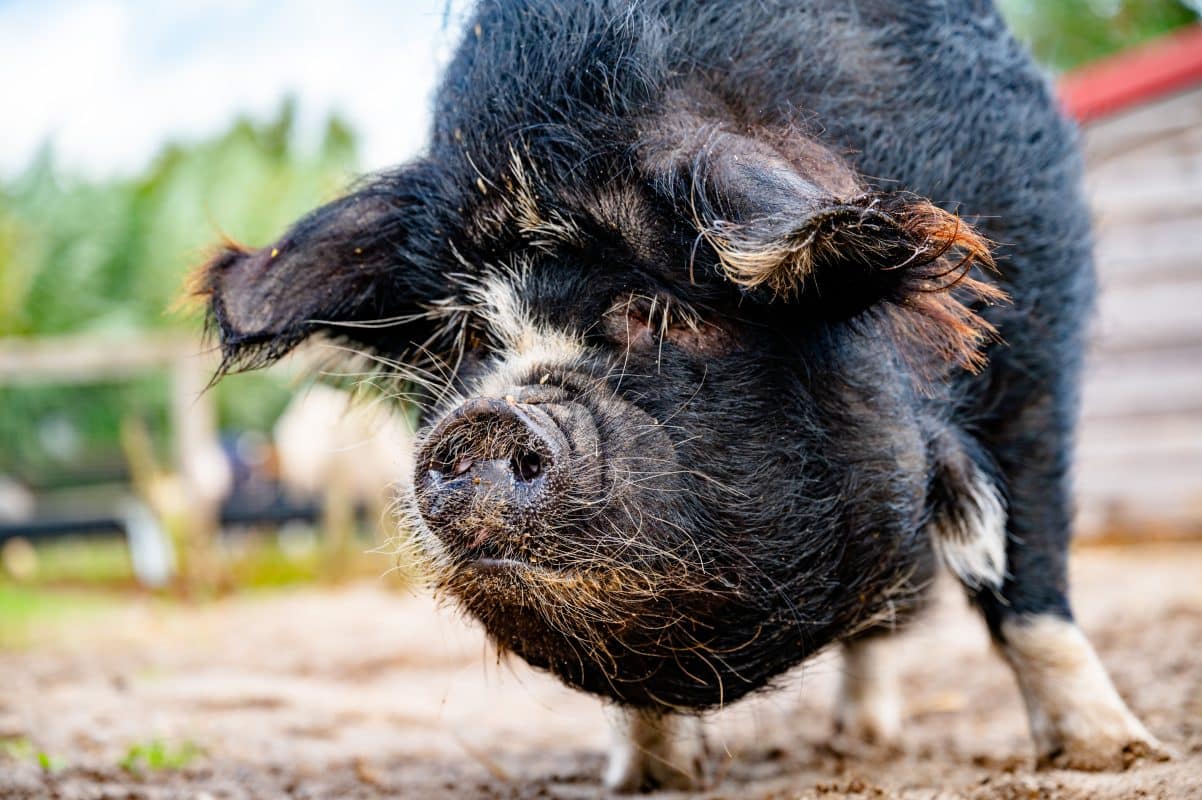 Kunekune varken Britt