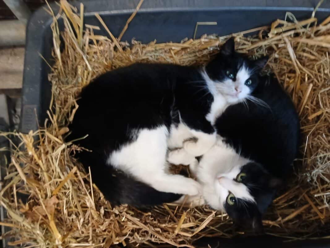 Pelle en pleuntje park de stadshoeve